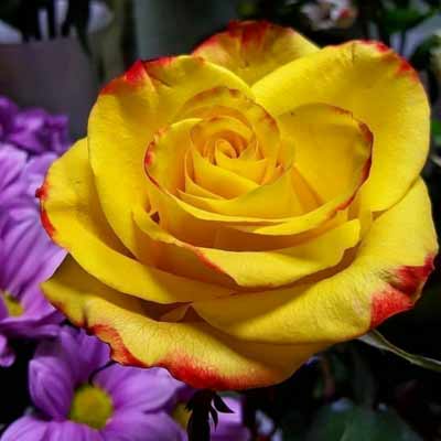 Ruža čajevka Gold Meri